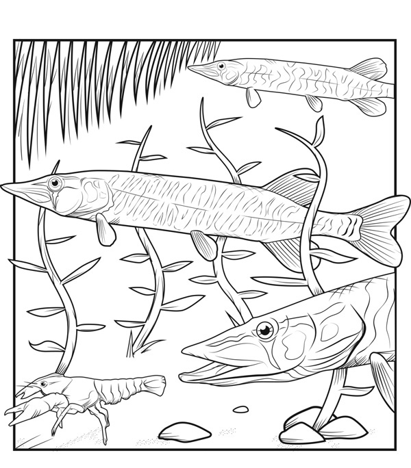 Illustration of three different sizes of Grass Pickerel swimming among narrow-leaf aquatic vegetation, with a few small pebbles and a crayfish on bottom in the foreground.