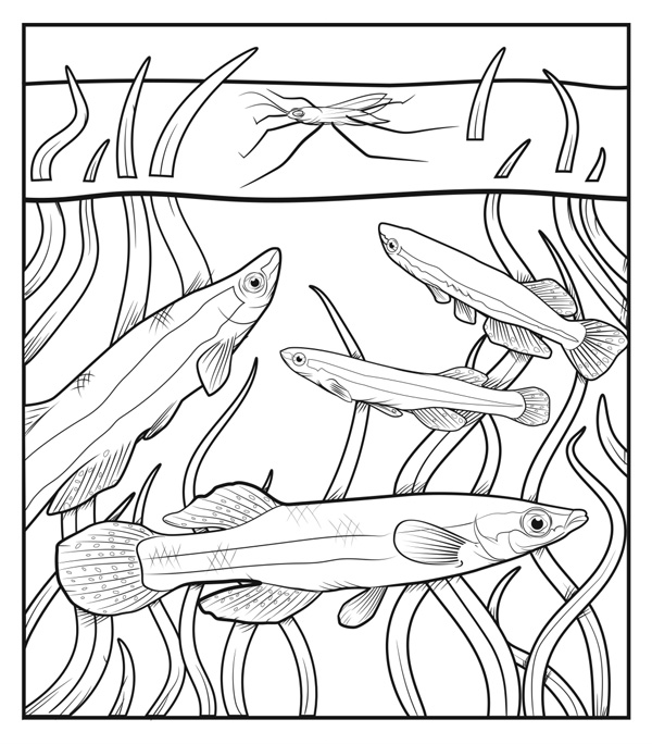 Illustration de quatre tailles différentes de Topminnows (poissons) nageant parmi une végétation aquatique à feuilles étroites qui émerge au-dessus de la surface.