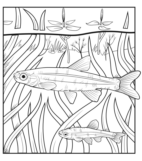 Illustration of a large and a small Pugnose Shiner (fish) swimming among a variety of narrow-leaf aquatic vegetation that emerges above the surface.