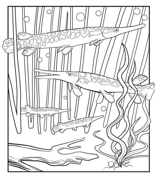 Illustration of two large and two small Spotted Gar (fish) swimming among rooted narrow-leaf aquatic vegetation.