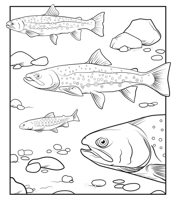 Illustration of four Dolly Varden, of various sizes, beneath the water with some rocks.