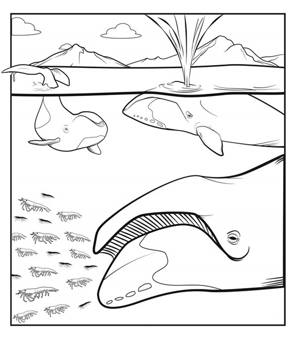 Illustration de trois baleines boréales nageant parmi un petit groupe de krill, comme source de nourriture.