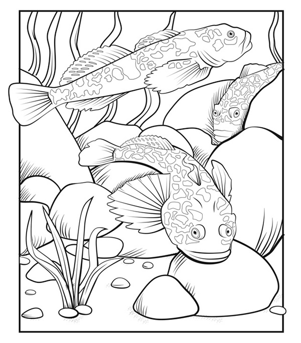 Illustration of two Rocky Mountain Sculpin swimming among a rocky stream bottom and a third partially hiding between two rocks beneath the water.