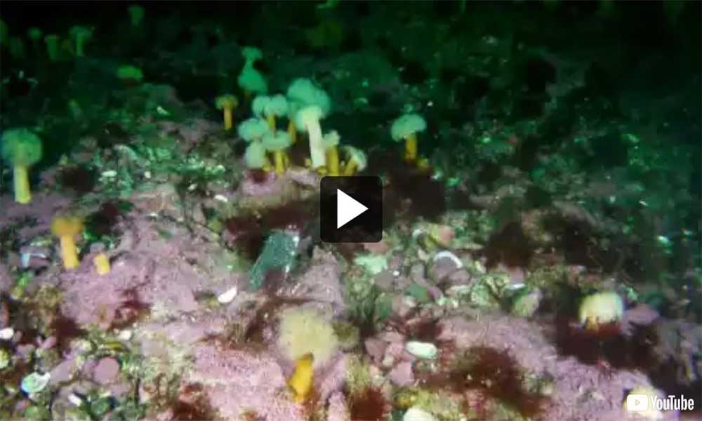 Video: The American Bank, a world to discover, a treasure to preserve. A camera is deployed from the deck of a Canadian Coast Guard vessel at the American Bank. Thus begins a discovery of the site's landscape, fauna and flora at depths of between 15 and 130 metres. From 15 to 20 metres, we see Atlantic cod, a sculpin, Atlantic wolffish and cunners. From 20 to 30 metres, we see plumose anemones, and at 30 to 40 metres, beadlet anemones and sea cucumbers. From 40 to 60 metres, we see green sea urchins and lyre crabs. Last, we can see basket stars from 60 to 130 metres before re-ascending.