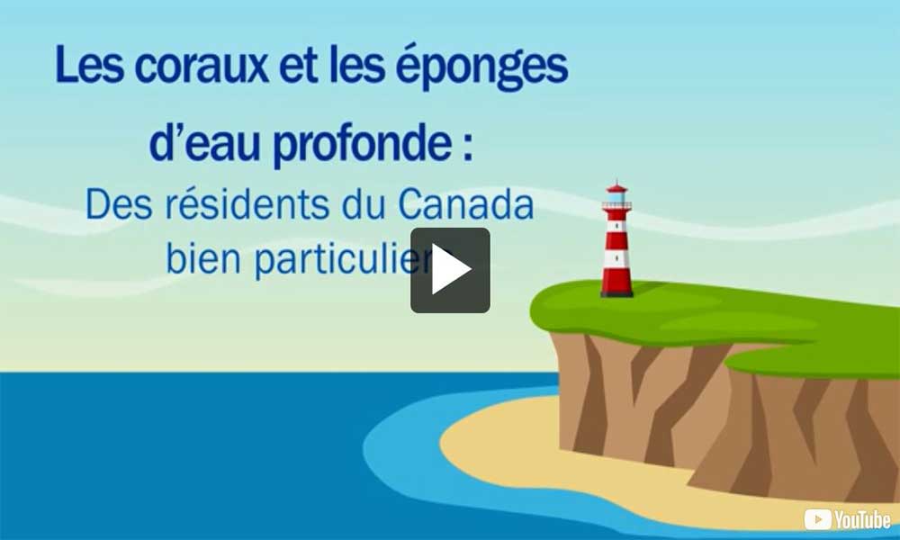 Vidéo : Les coraux et les éponges d’eau profonde : Des résidents du Canada bien particuliers