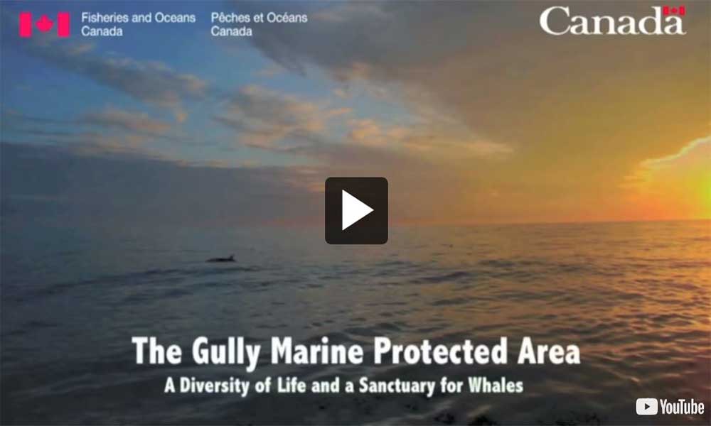 Video: The Gully MPA: A Diversity of Life and a Sanctuary for Whales