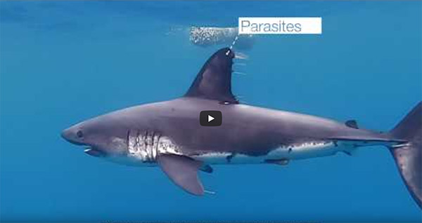 Video: First ever footage of a specific salmon shark behaviour